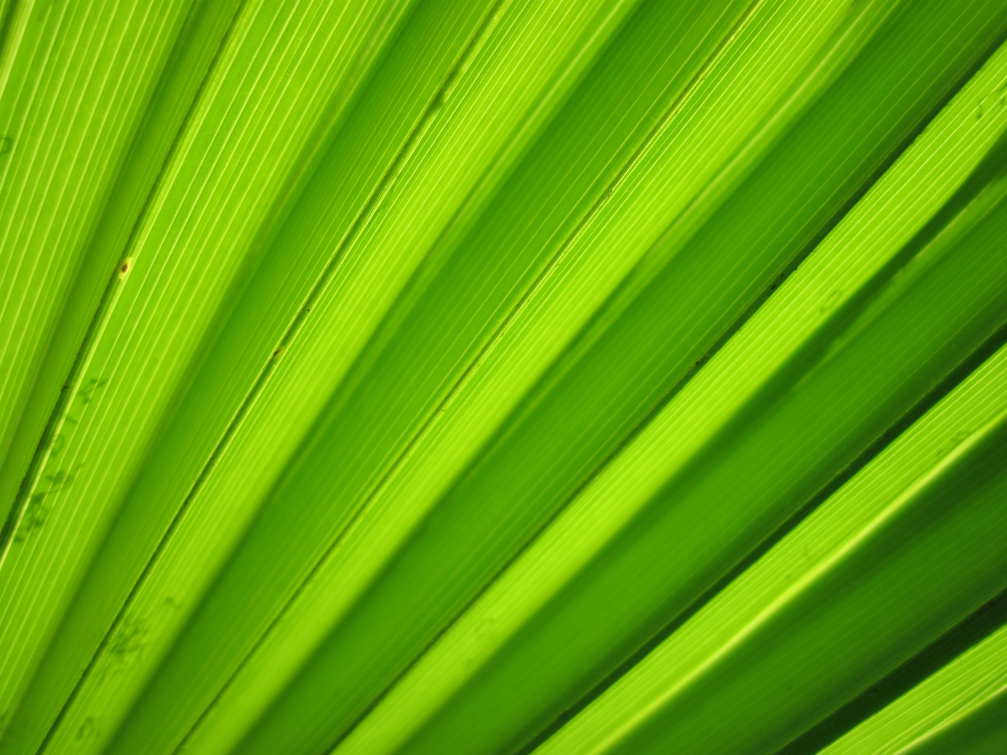 Green Board