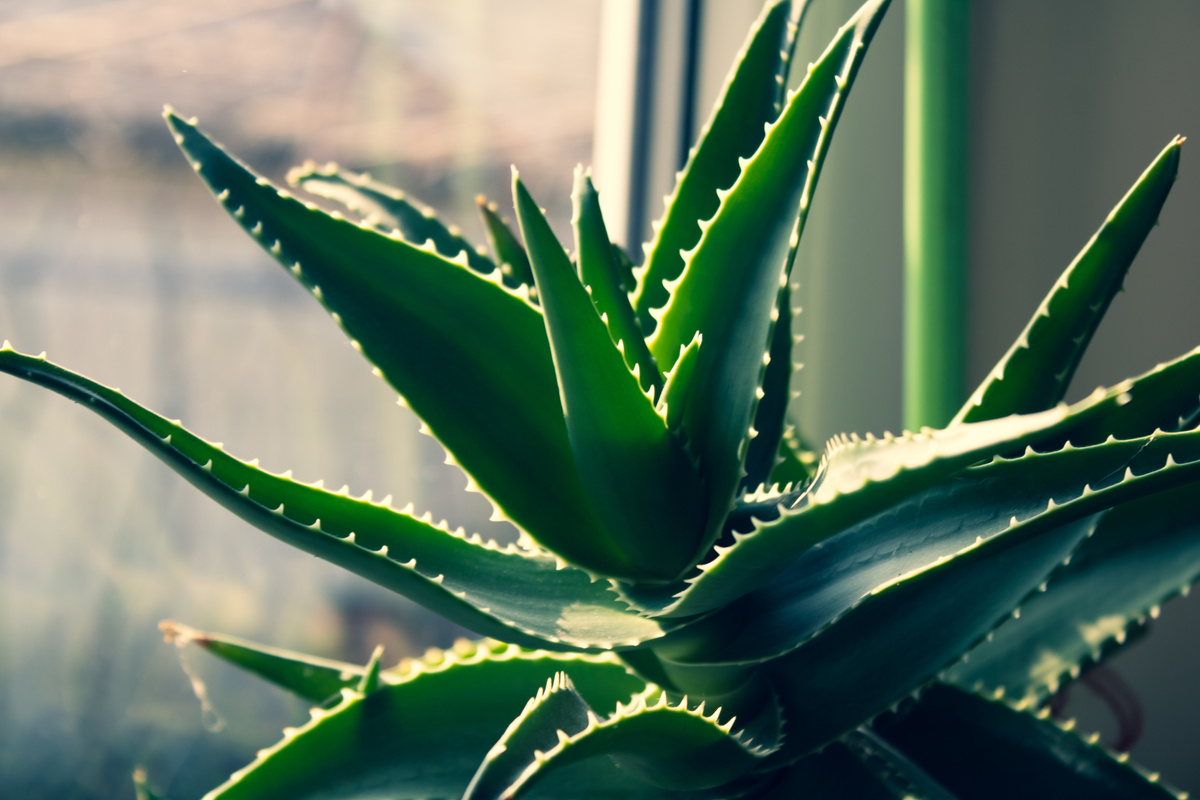 Close-Up Shot of an Aloe Vera 